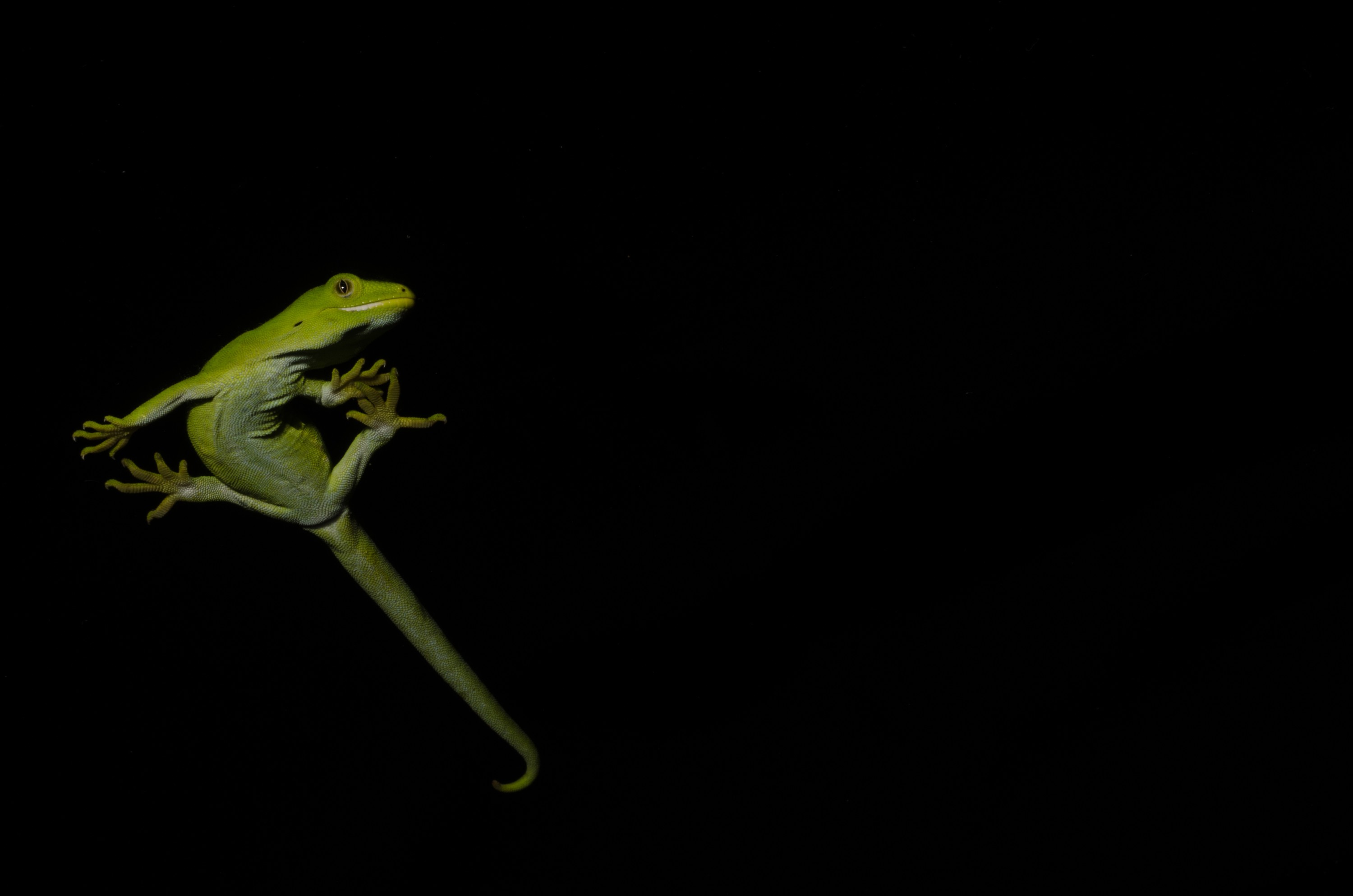 DSC_6031 – Auckland, green, gecko, Naultinus, elegans, elegans, home, lizard, Crispin, reptiles, amphibians, rare, cold, blood, new, new zealand, zealand, nz